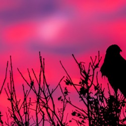 Rough legged Hawk at Sunrise