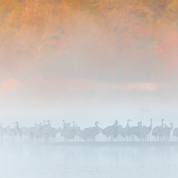 Sandhills in Morning Fog