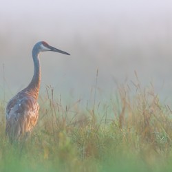 Lone Sandhill in Fog