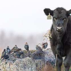 Steer and Starlings