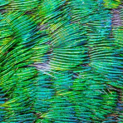 Ruby-throated hummingbird