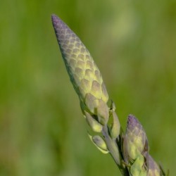 Baptisia Bud in June