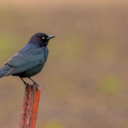 Brewers Blackbird on Post
