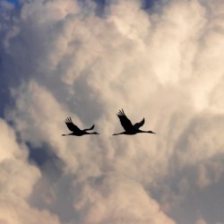Sandhill Cranes in Cumulus Clouds