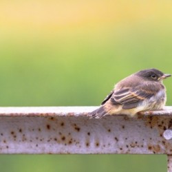 Fledgling Eastern Phoebe