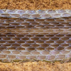 Garter Snake skin shed