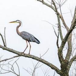 Great Blue Heron in Tree