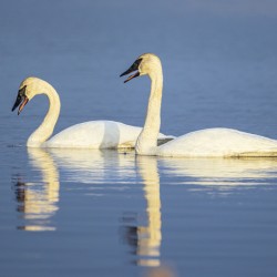 Trumpeter Swans