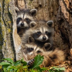 Raccoon Family Tree 