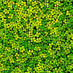 Duckweed