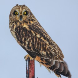 Short-eared owl 