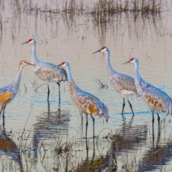 Sandhill Cranes at Sunrise