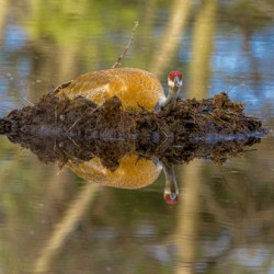 Sandhill crane on nest