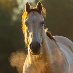 Horse Breath at Sunrise