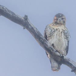 Immature red-tailed hawk in the fog 