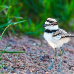 Killdeer Chick  1