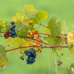 Wild Grapes on fence
