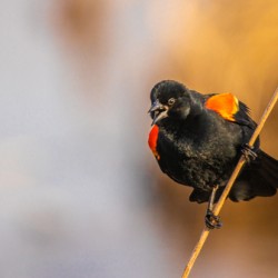 Red-winged Blackbird in Marsh
