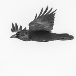 Common Raven