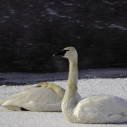 Trumpeter Swans on Ice