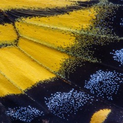 Tiger Swallowtail Wing