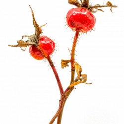 Two Wild Rose Hips