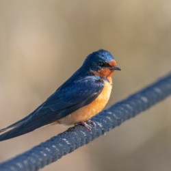Barn Swallow on Rope