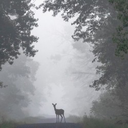 Lone deer on foggy road