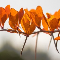 Hawthorn in fall with ladybug