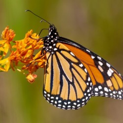 Monarch on Butterfly Weed