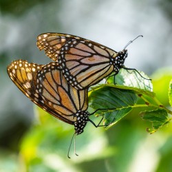 Monarchs Making More Monarchs