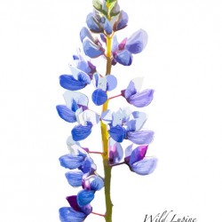 Wild Lupine