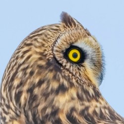 Short-eared Owl Beauty  Shot