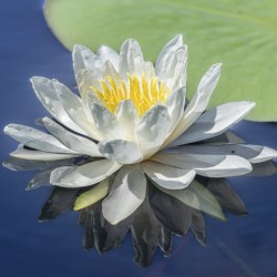 Water lily on a northern Wisconsin Lake