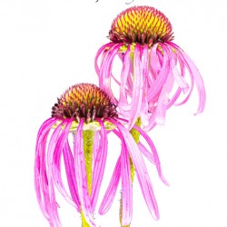 Pale Purple Coneflower