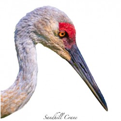 Sandhill Crane Beauty Shot