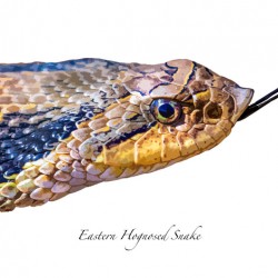 Eastern Hognosed Snake