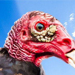 Turkey Vulture Beauty Shot