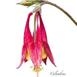 Columbine