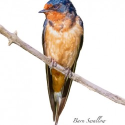 Barn Swallow