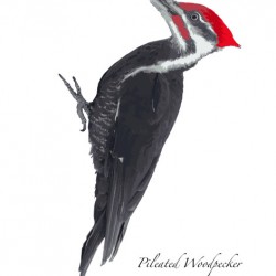 Pileated Woodpecker