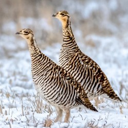 Greater Prairie Chickens Hens