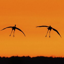 Cranes falling with Style