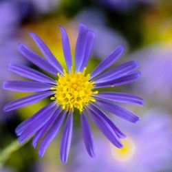 Sky Blue Aster