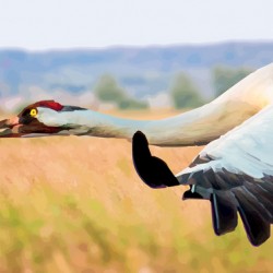 Whooping Crane