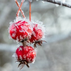 frosted hawthorn fruit