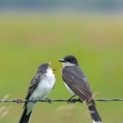 Feeding time: Eastern Kingbird