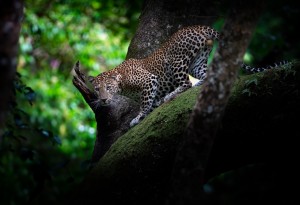Leopard & Tree