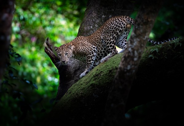 Leopard & Tree Print