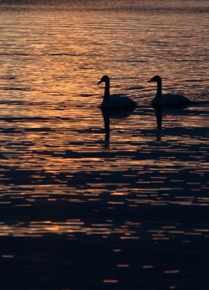 LaSalle Swans by Darren LeBlanc